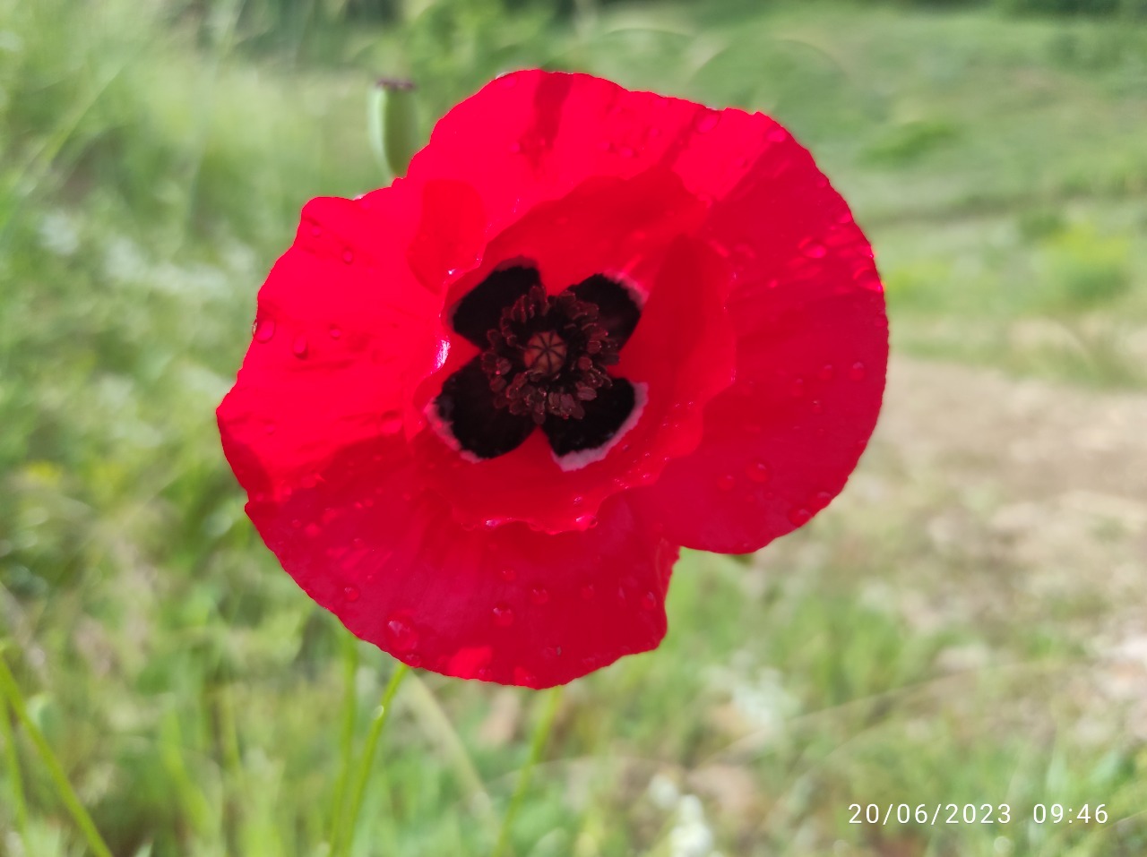 Papaver macrostomum