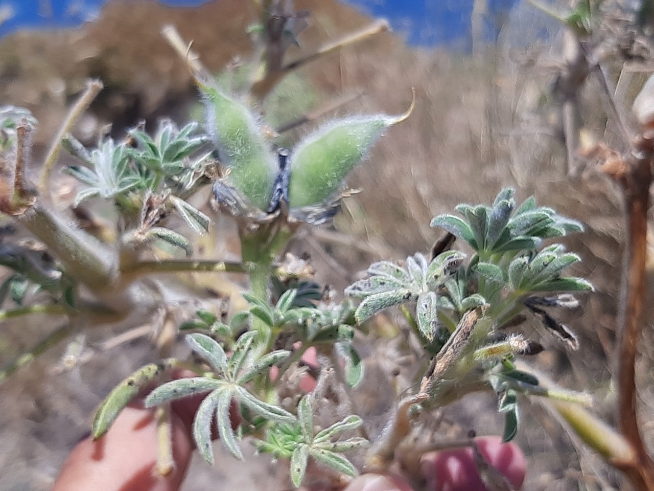 Lupinus anatolicus
