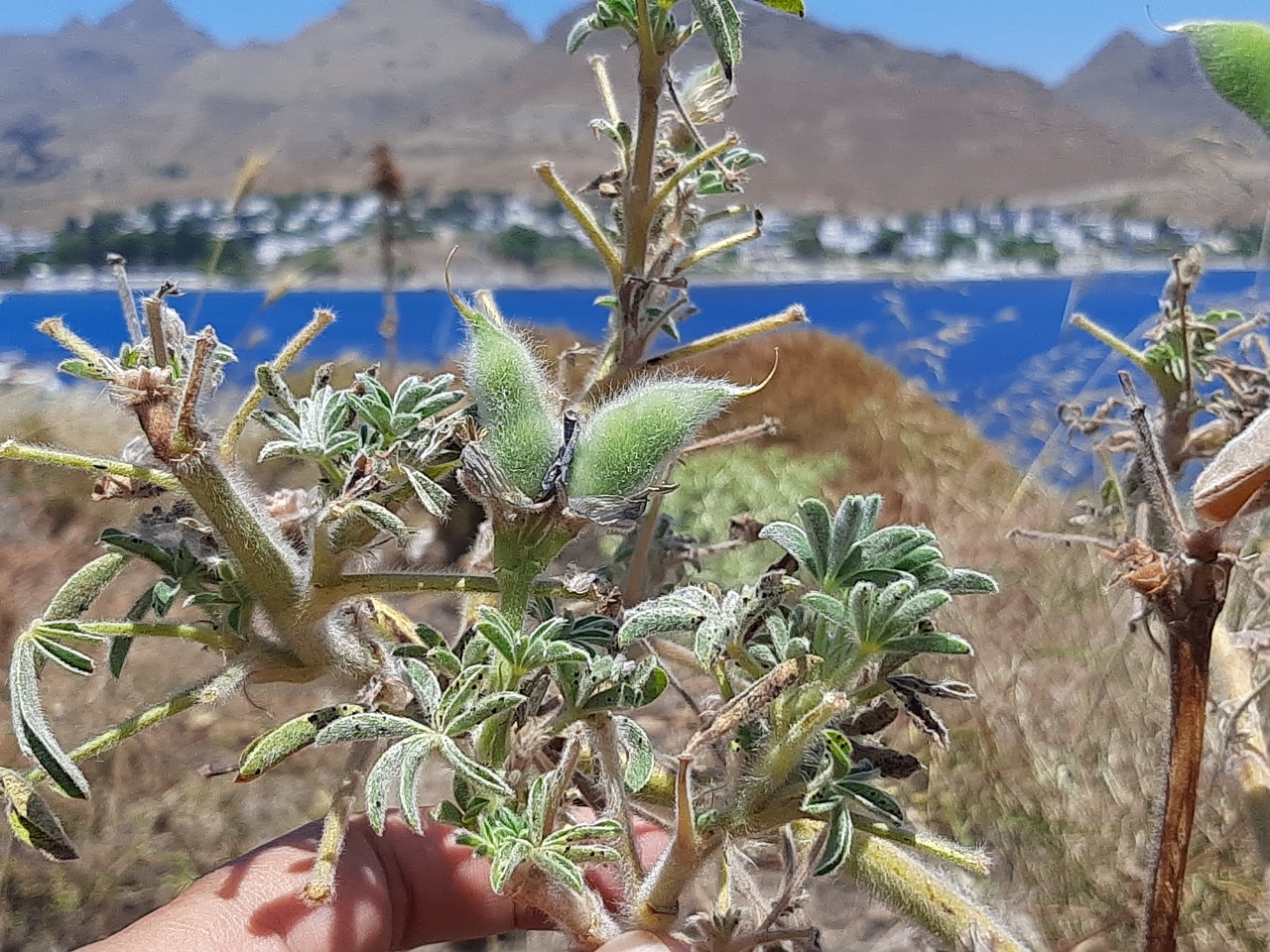 Lupinus anatolicus