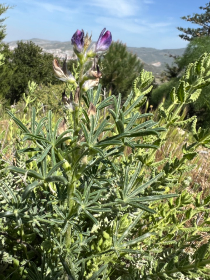 Lupinus anatolicus