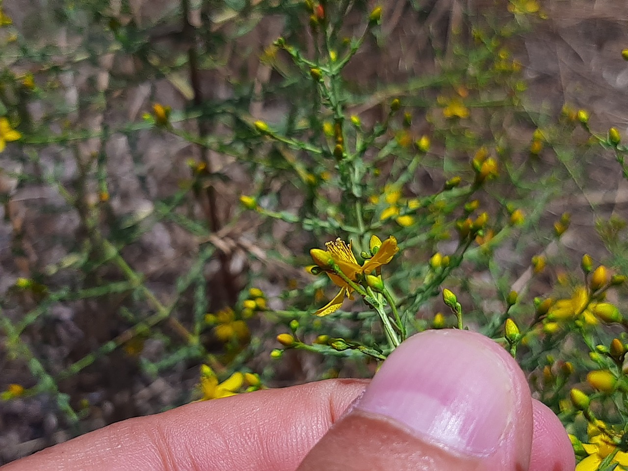 Hypericum triquetrifolium