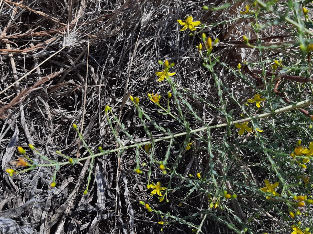 Hypericum triquetrifolium