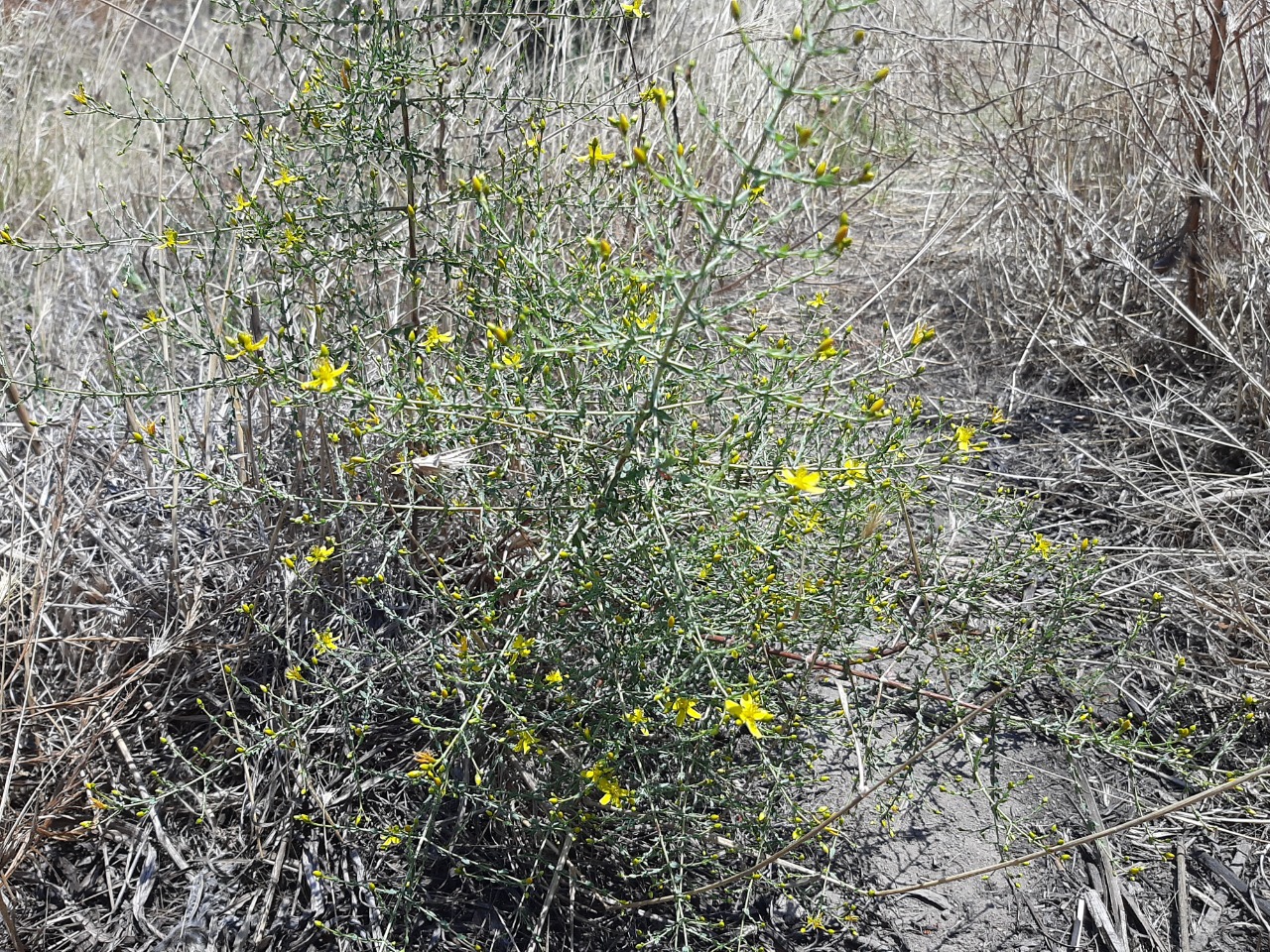 Hypericum triquetrifolium