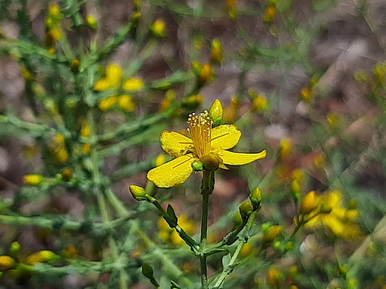 Hypericum triquetrifolium