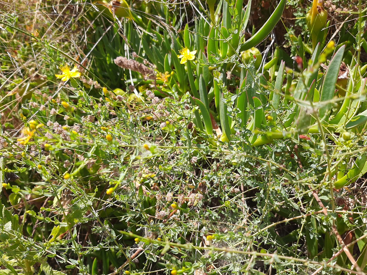 Hypericum triquetrifolium