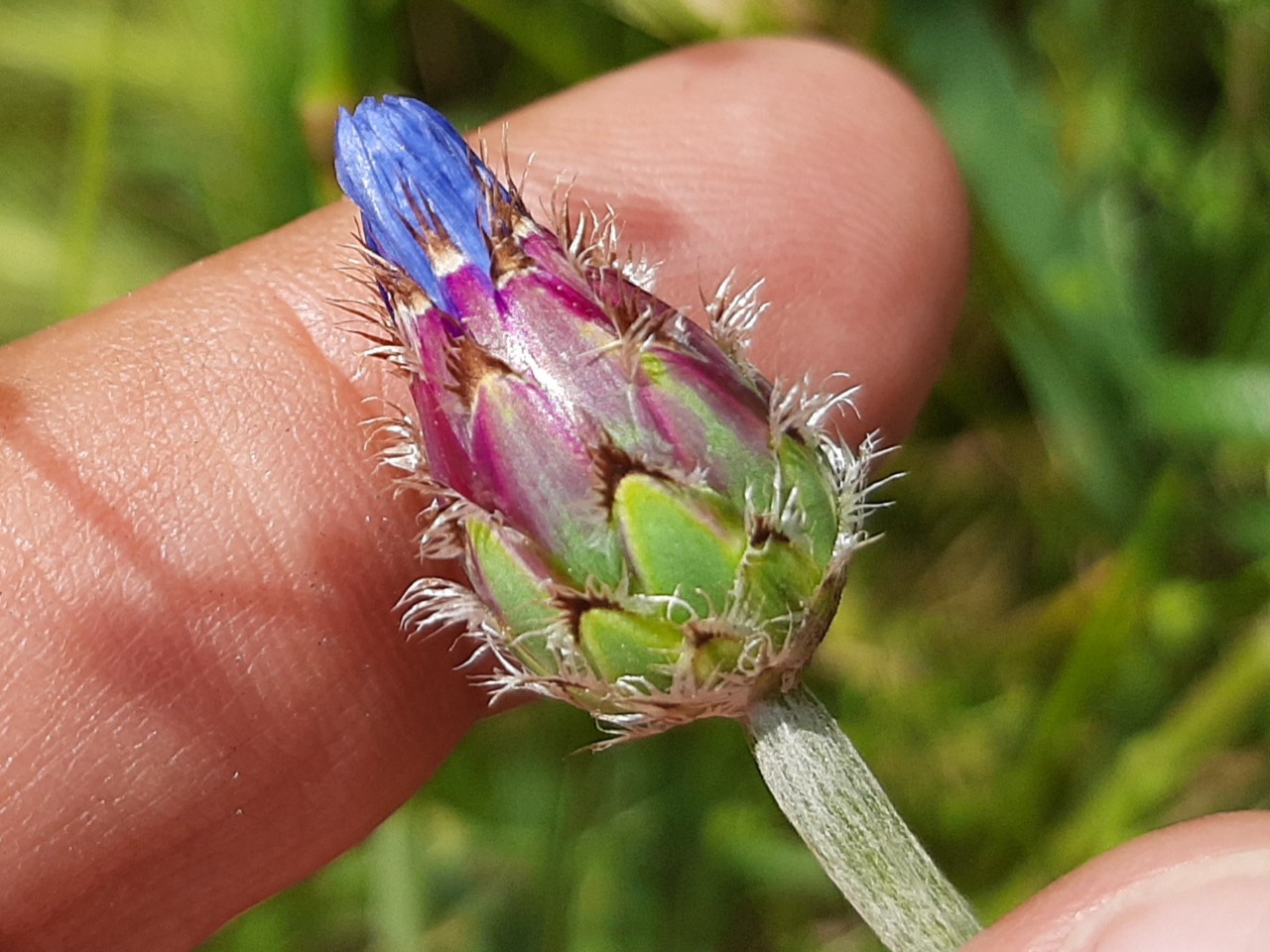 Cyanus segetum