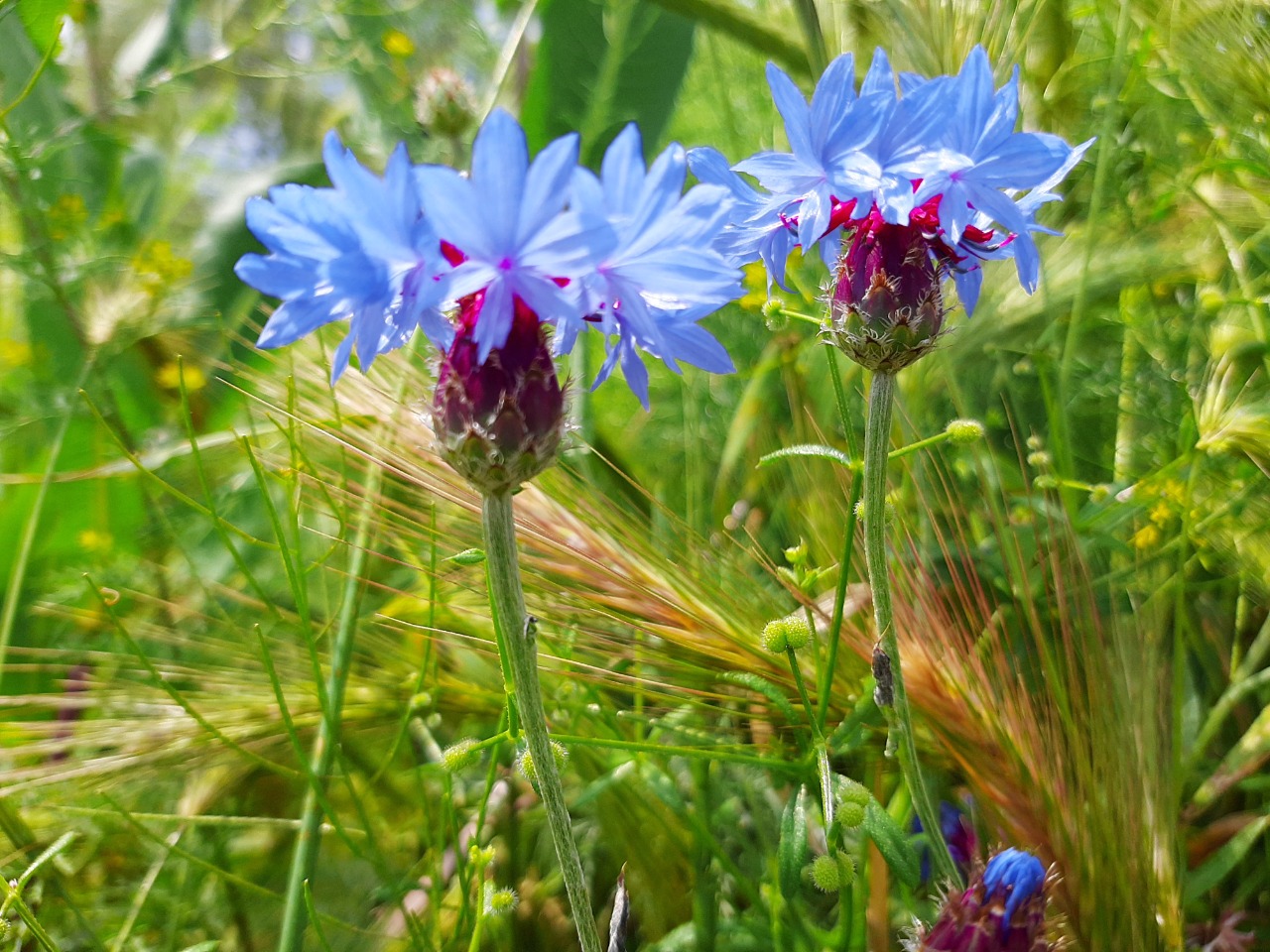 Cyanus segetum