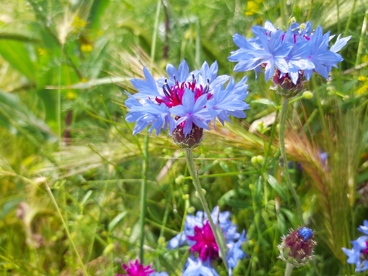 Cyanus segetum