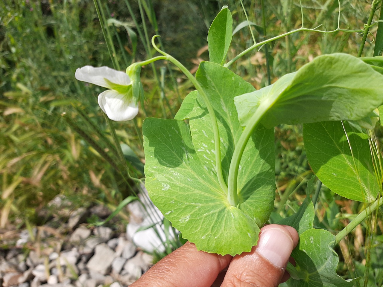 Pisum sativum subsp. sativum var. sativum