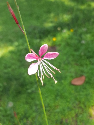 Oenothera lindheimeri