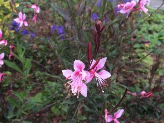 Oenothera lindheimeri