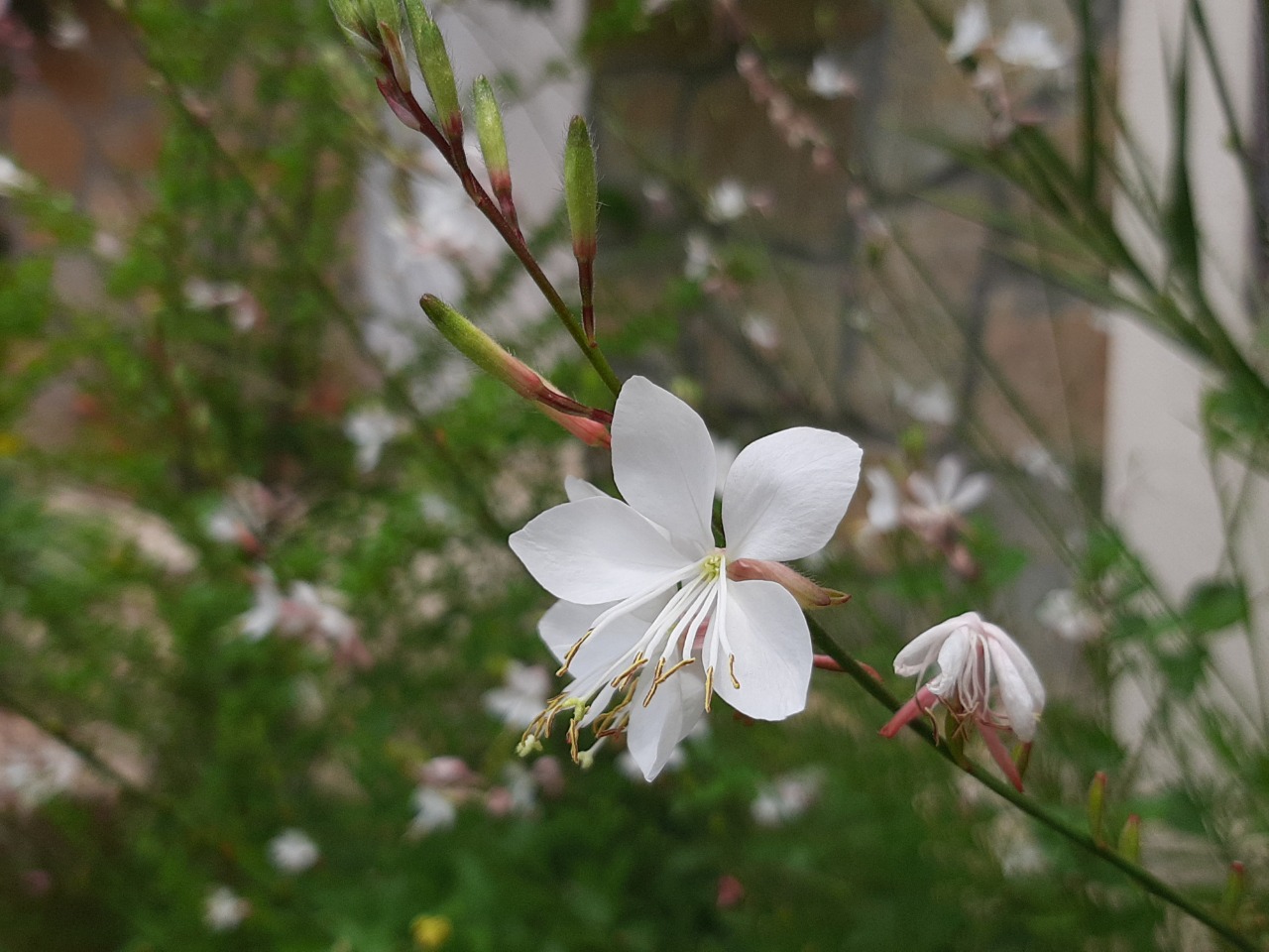 Oenothera lindheimeri