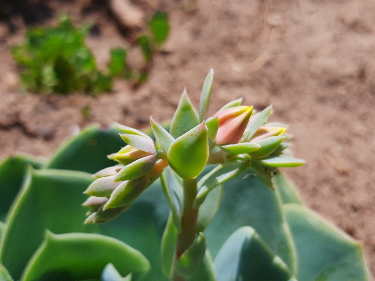 Echeveria runyonii
