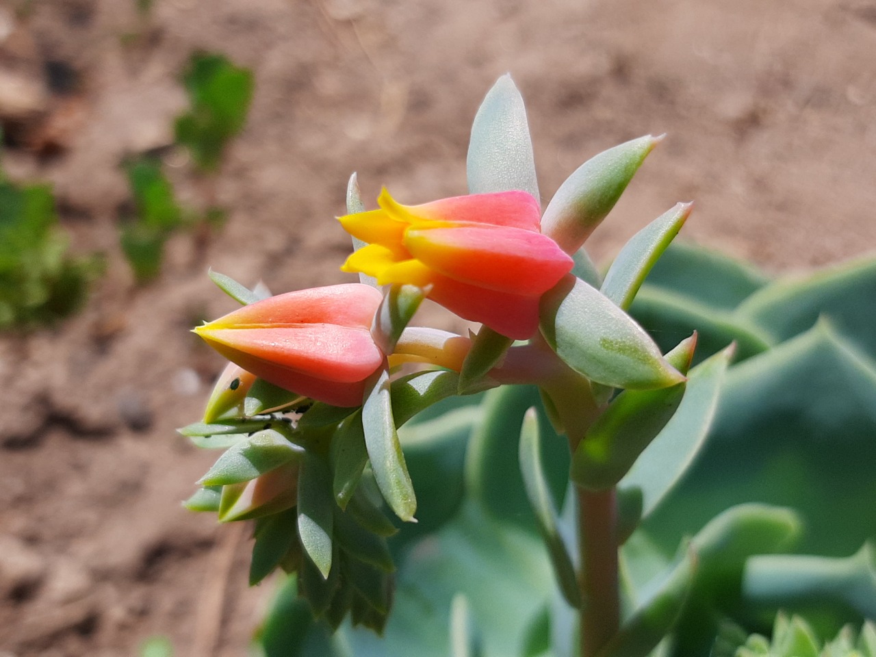 Echeveria runyonii