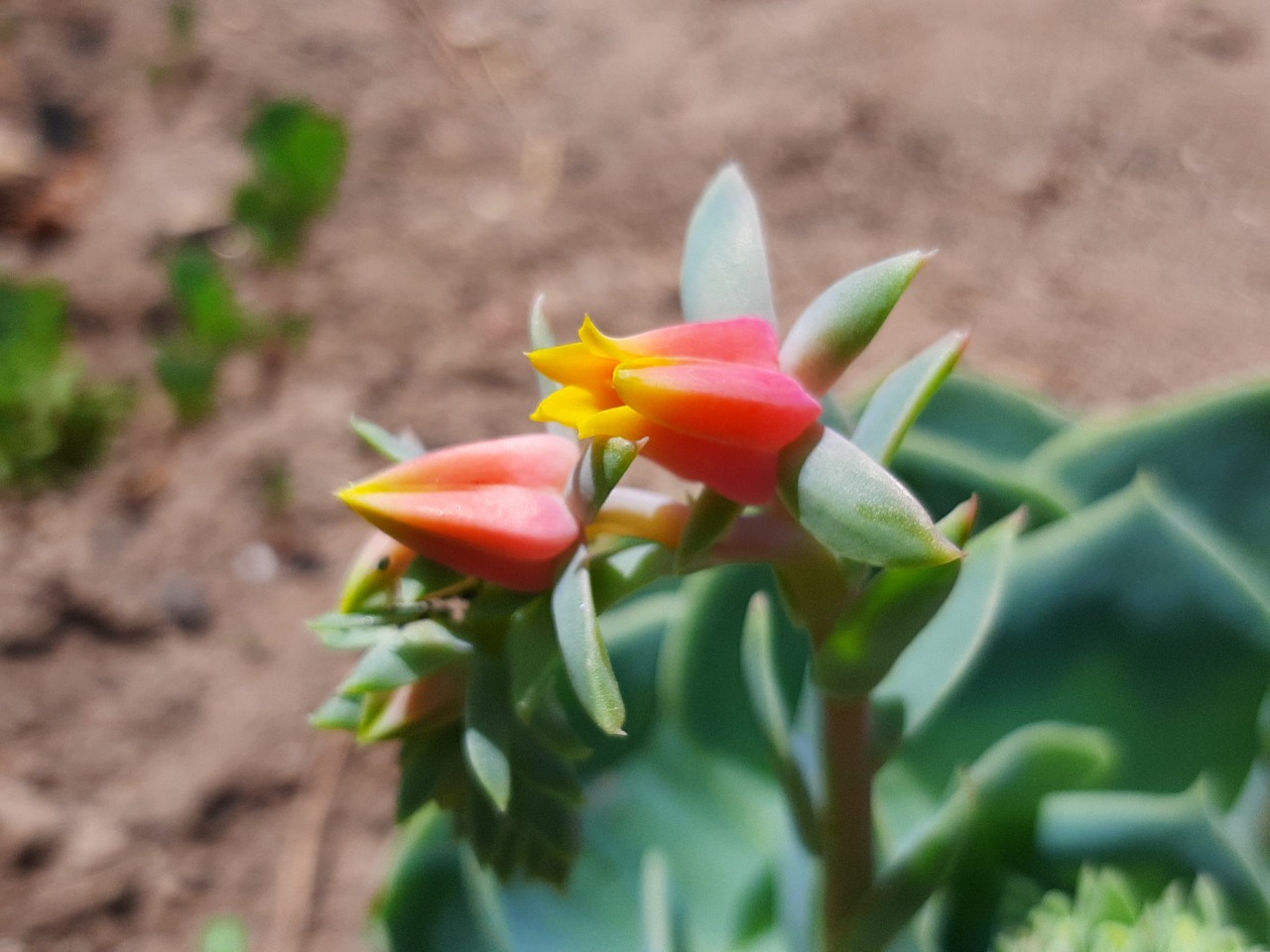 Echeveria runyonii