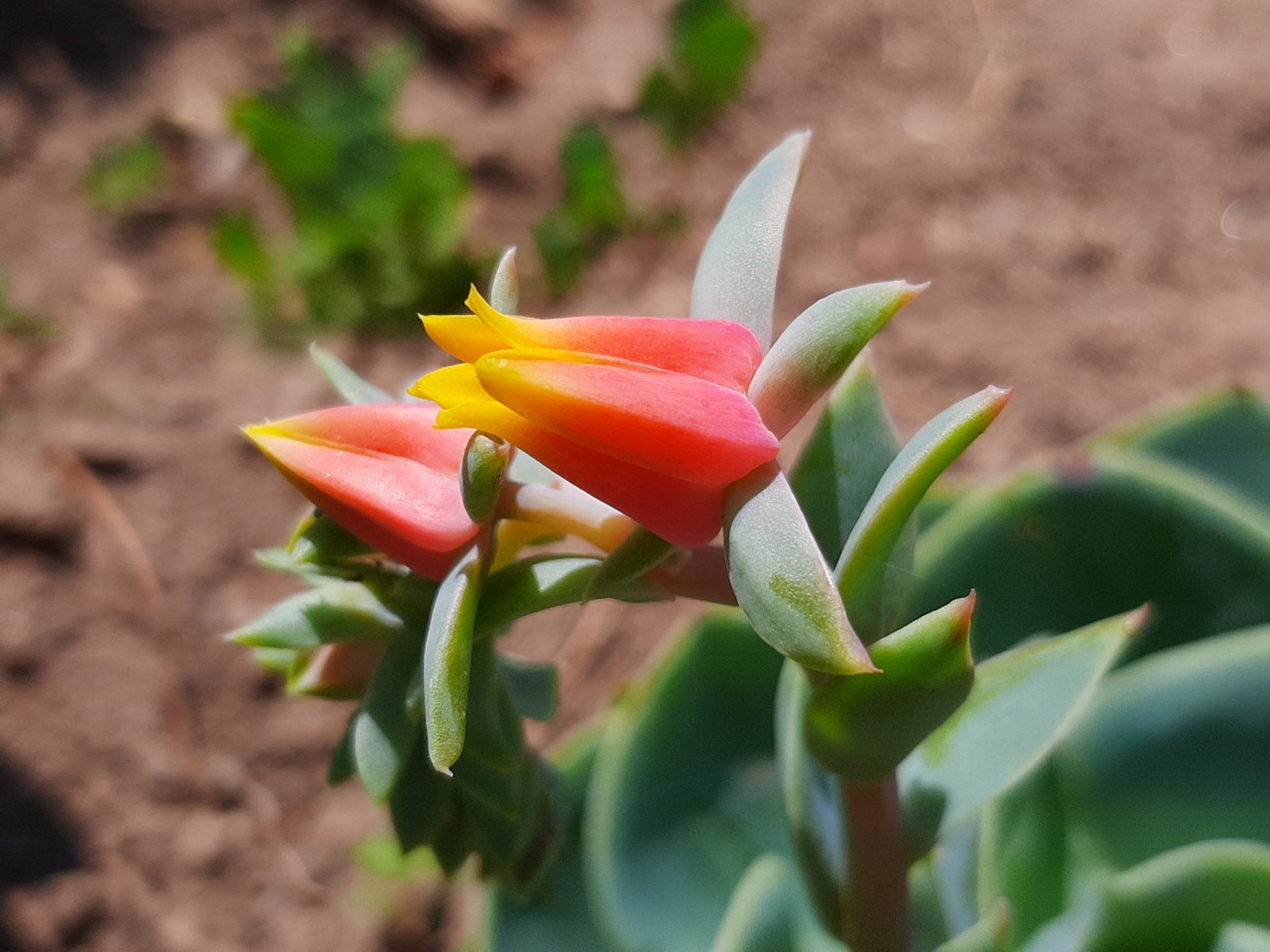 Echeveria runyonii