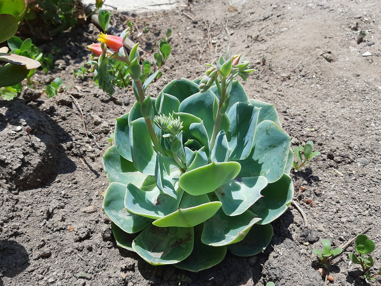 Echeveria runyonii