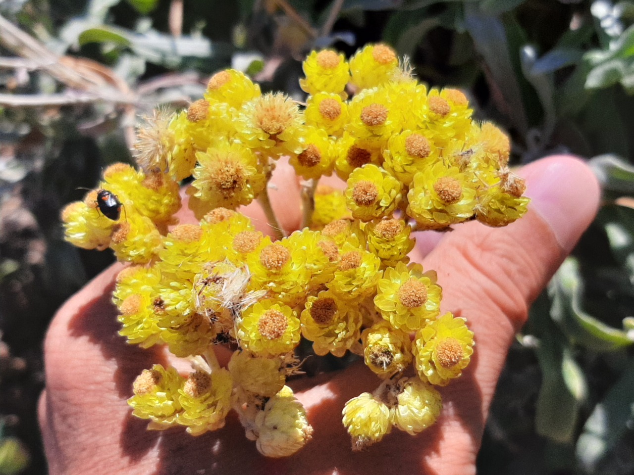 Helichrysum orientale