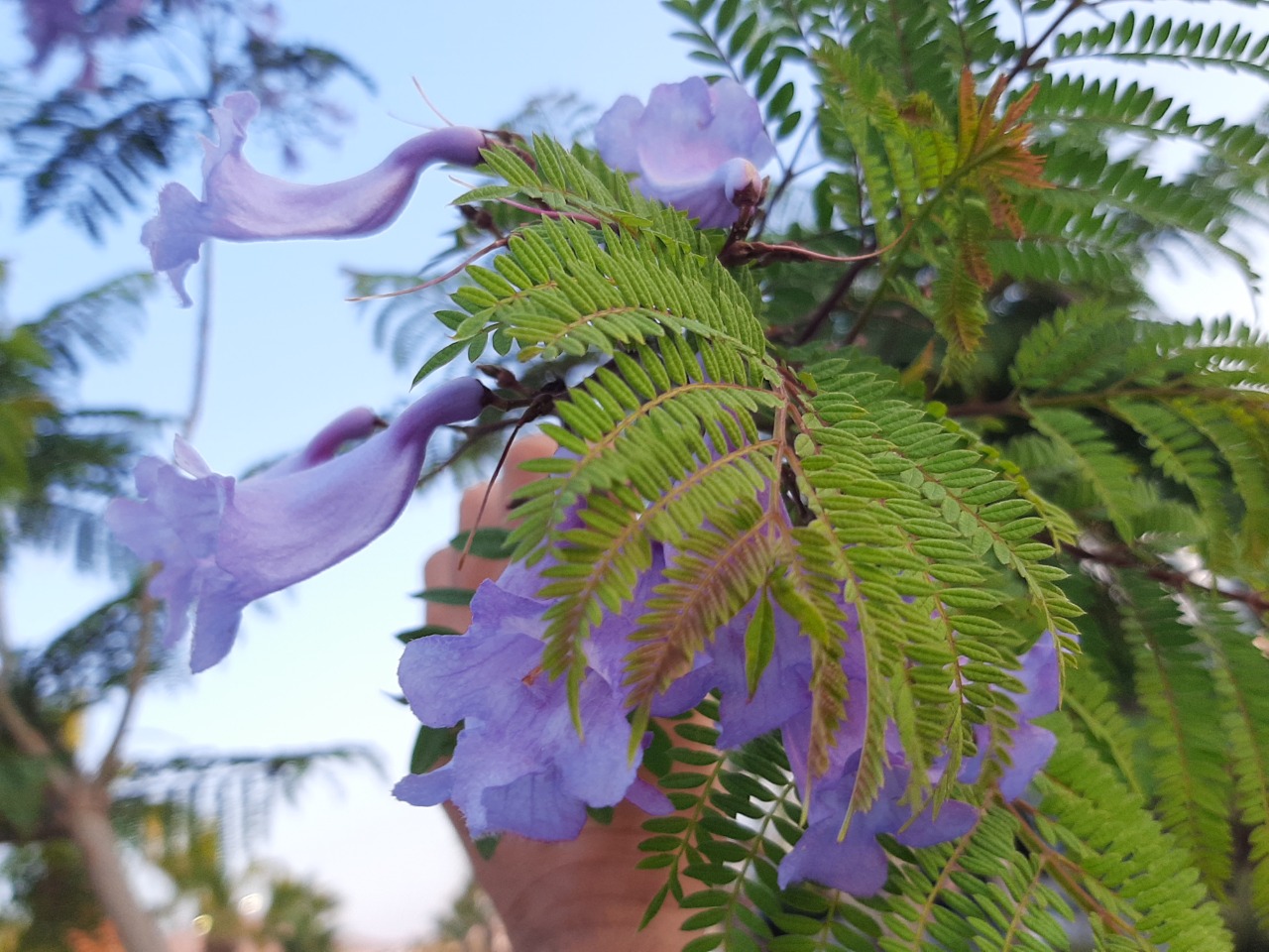 Jacaranda mimosifolia
