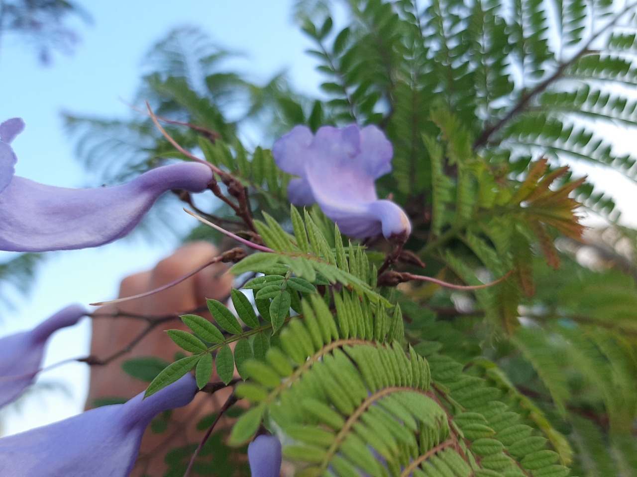 Jacaranda mimosifolia
