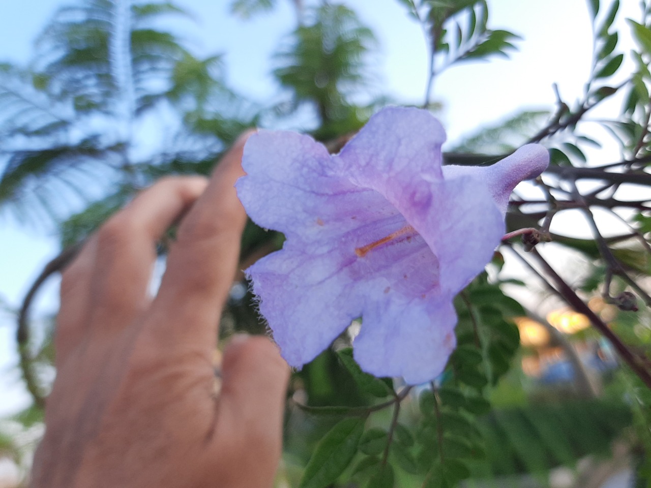 Jacaranda mimosifolia