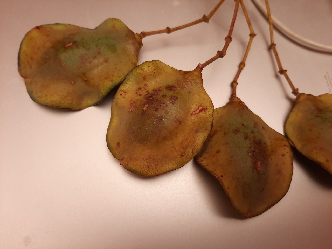 Jacaranda mimosifolia