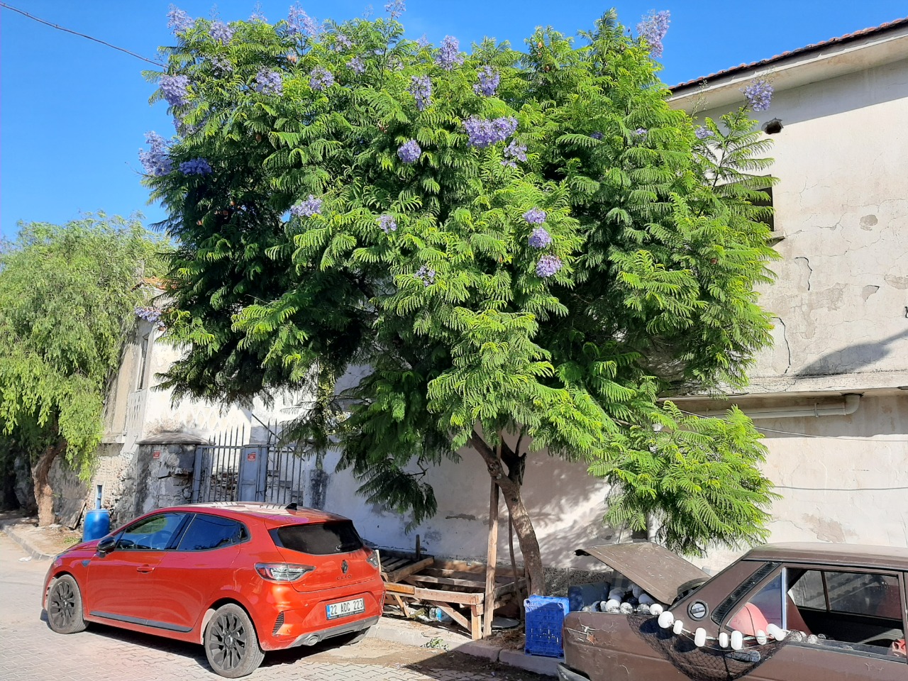 Jacaranda mimosifolia