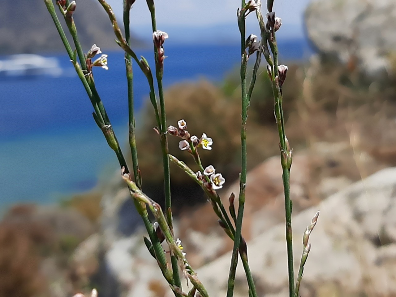 Polygonum arenarium