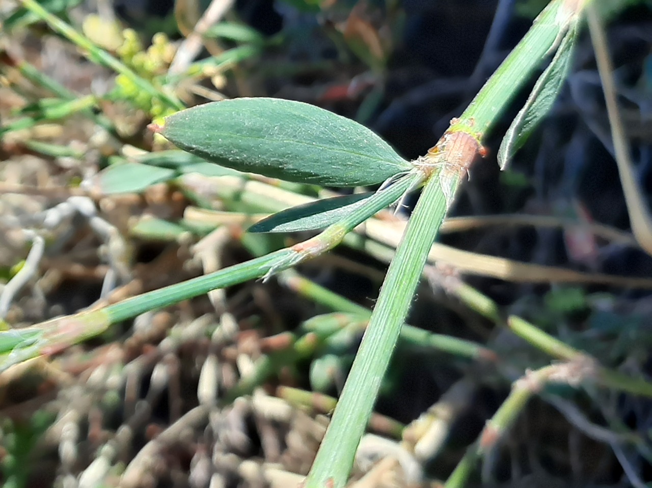 Polygonum arenarium