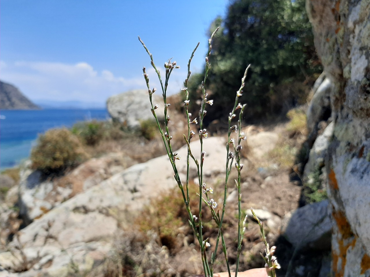 Polygonum arenarium