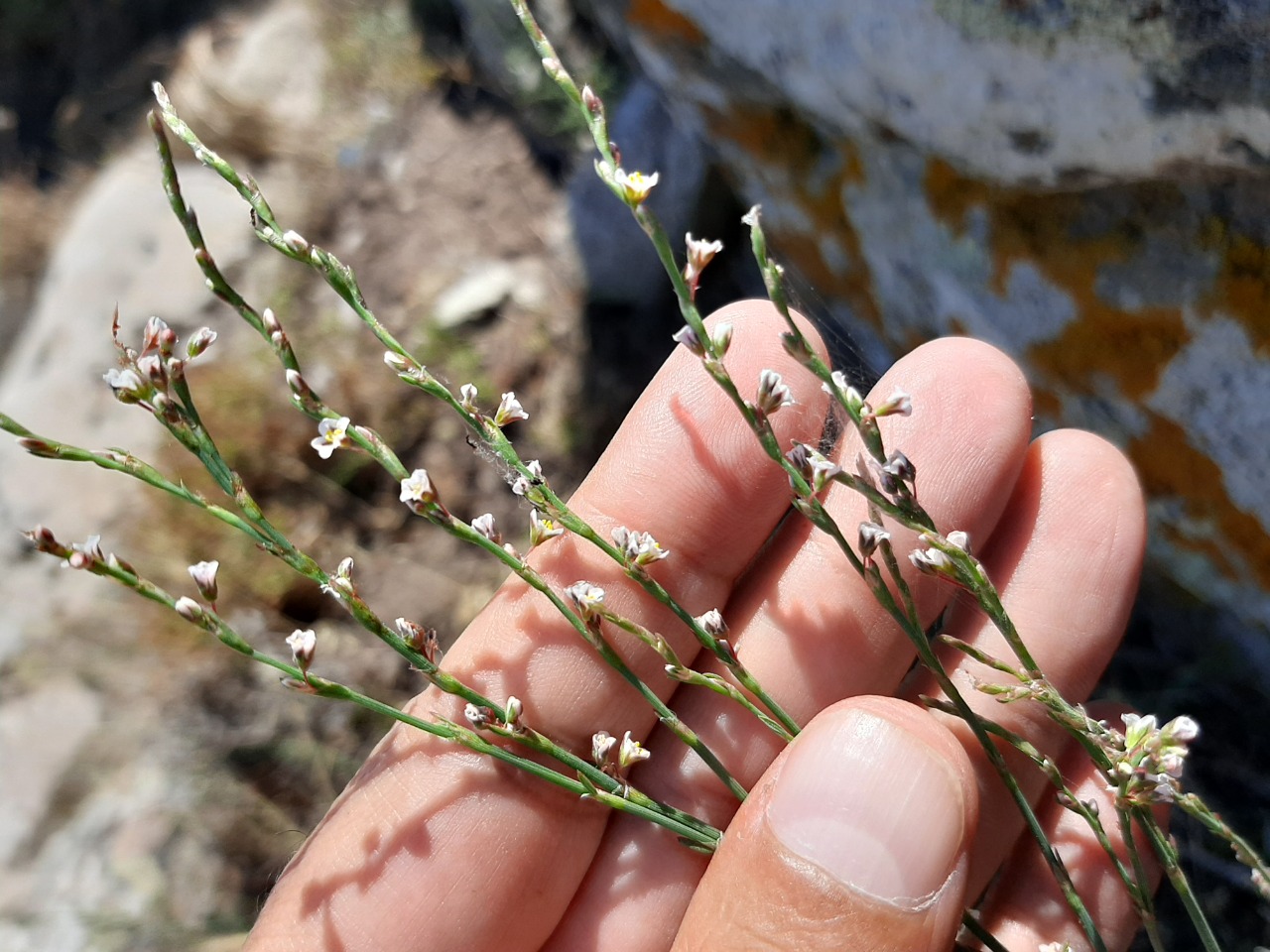 Polygonum arenarium