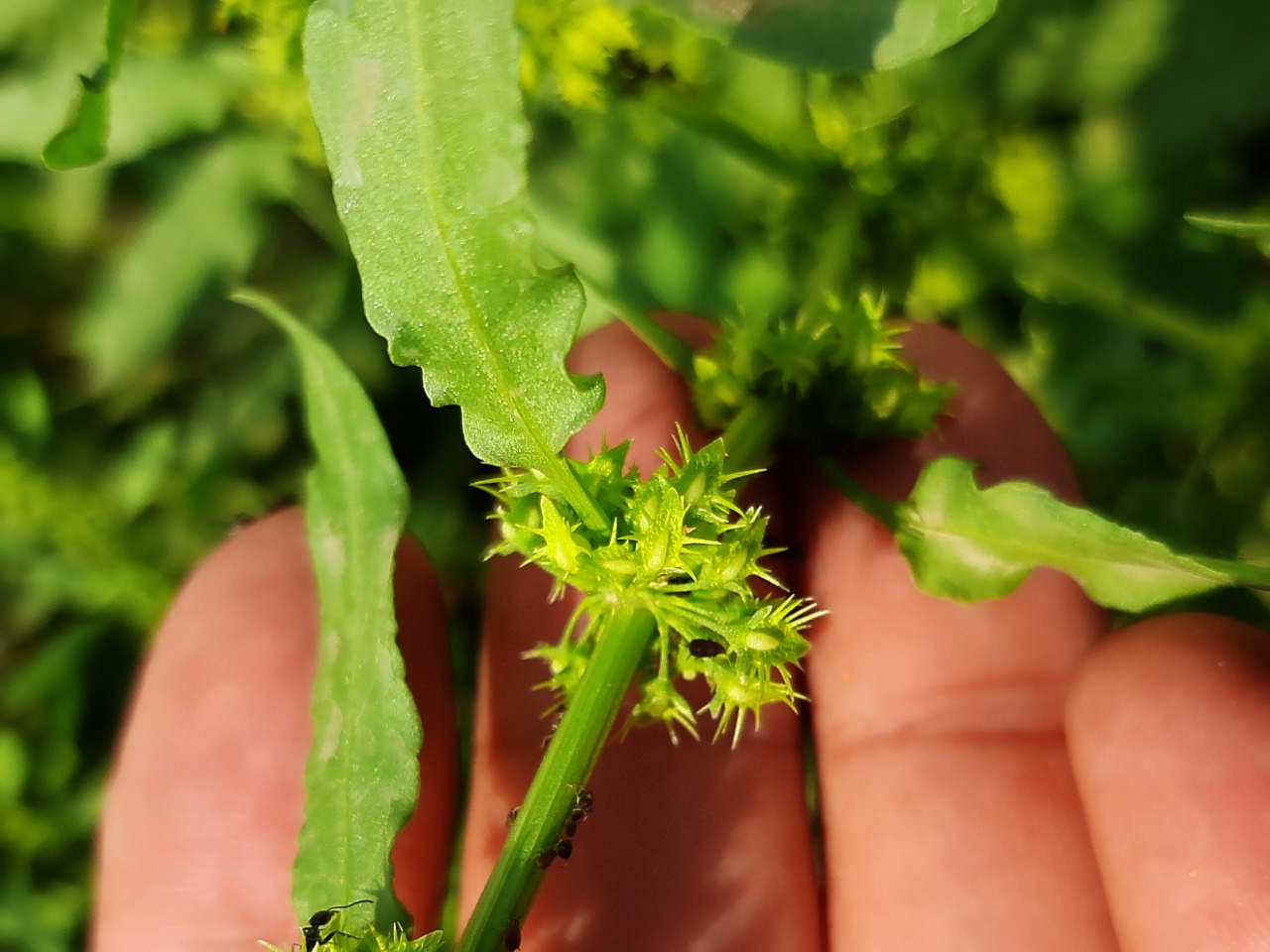 Rumex pulcher