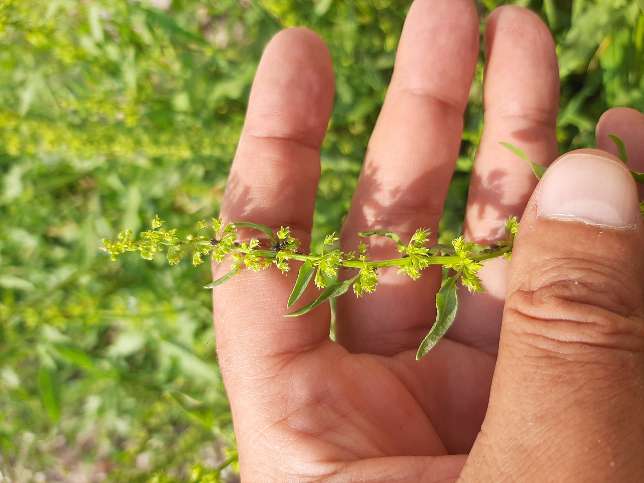 Rumex pulcher