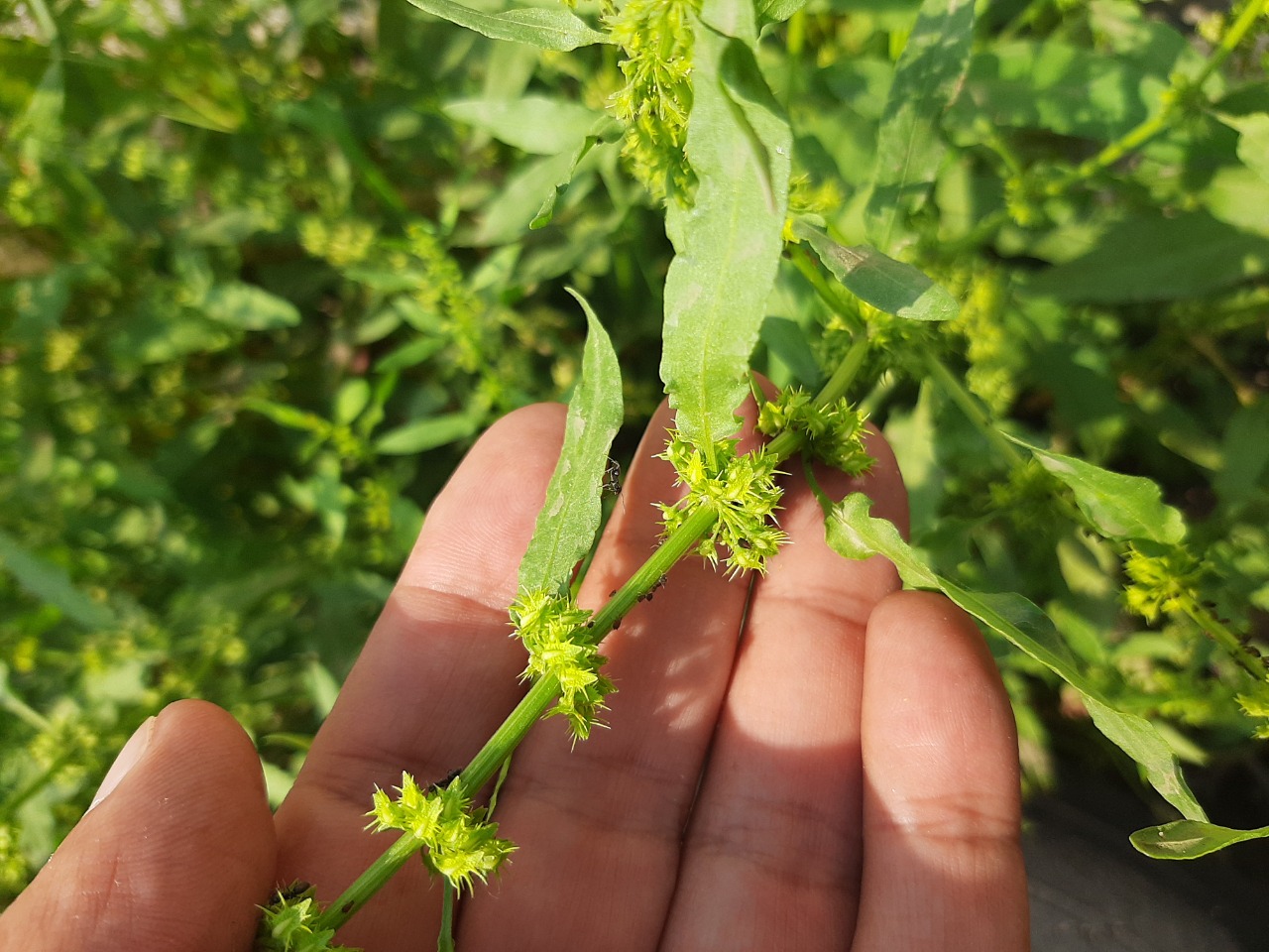 Rumex pulcher