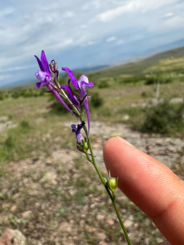 Linaria pelisseriana