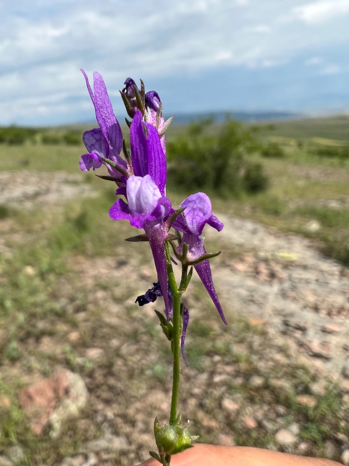 Linaria pelisseriana