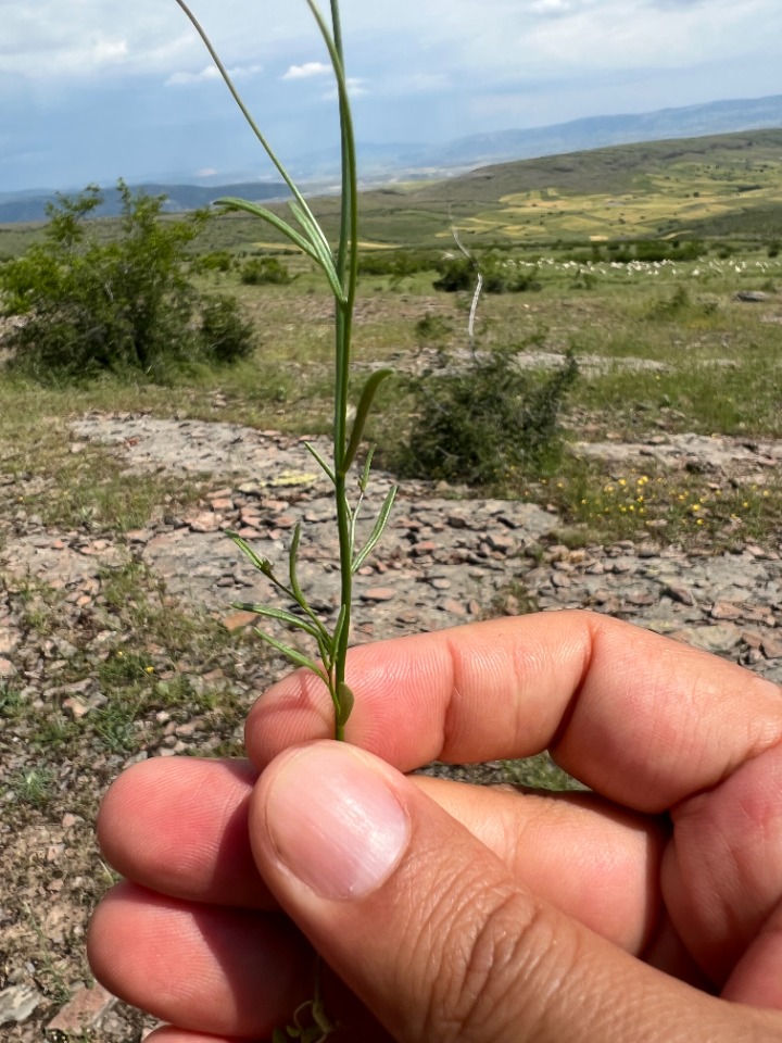 Linaria pelisseriana