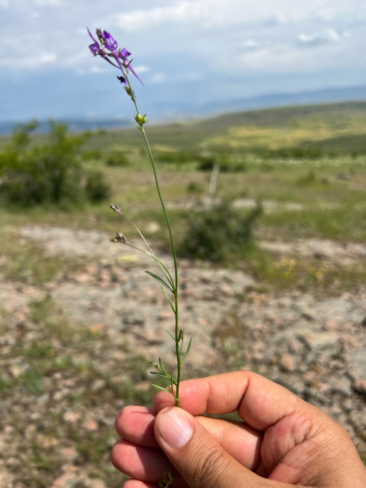 Linaria pelisseriana