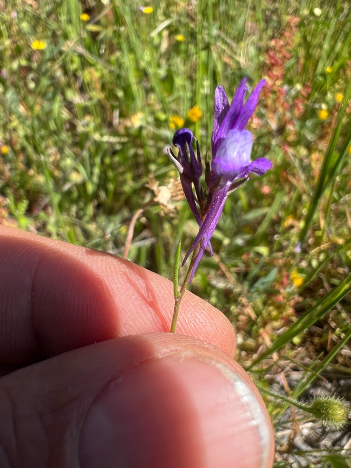 Linaria pelisseriana