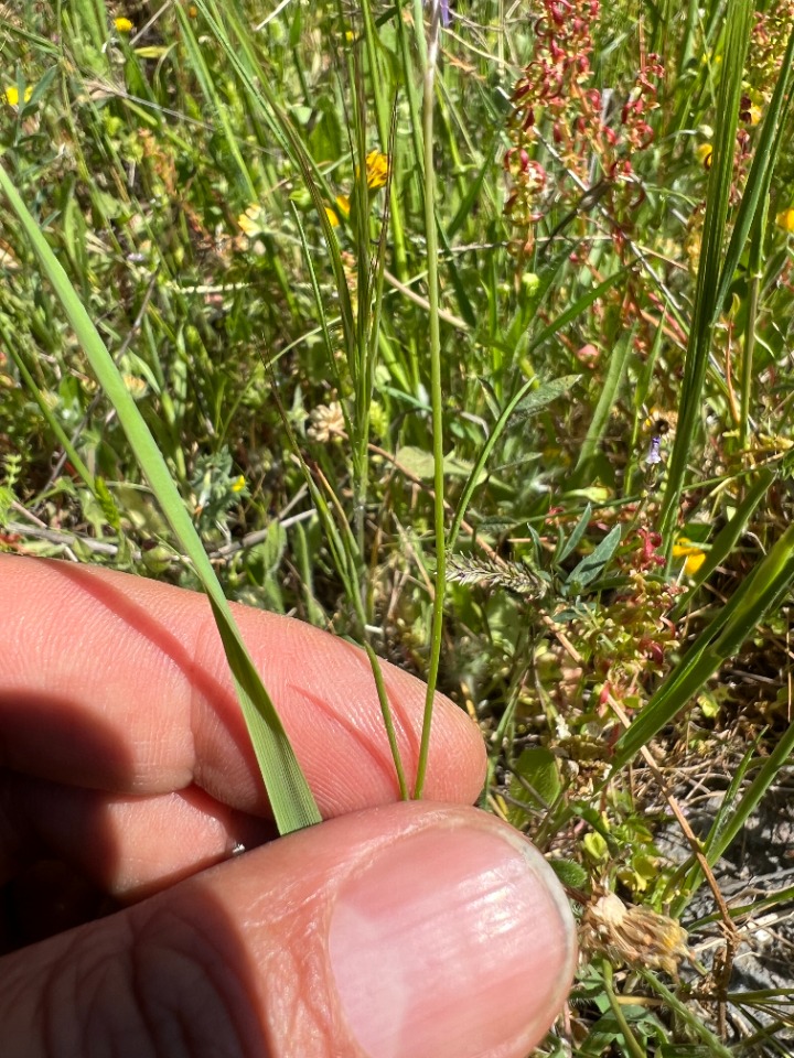 Linaria pelisseriana