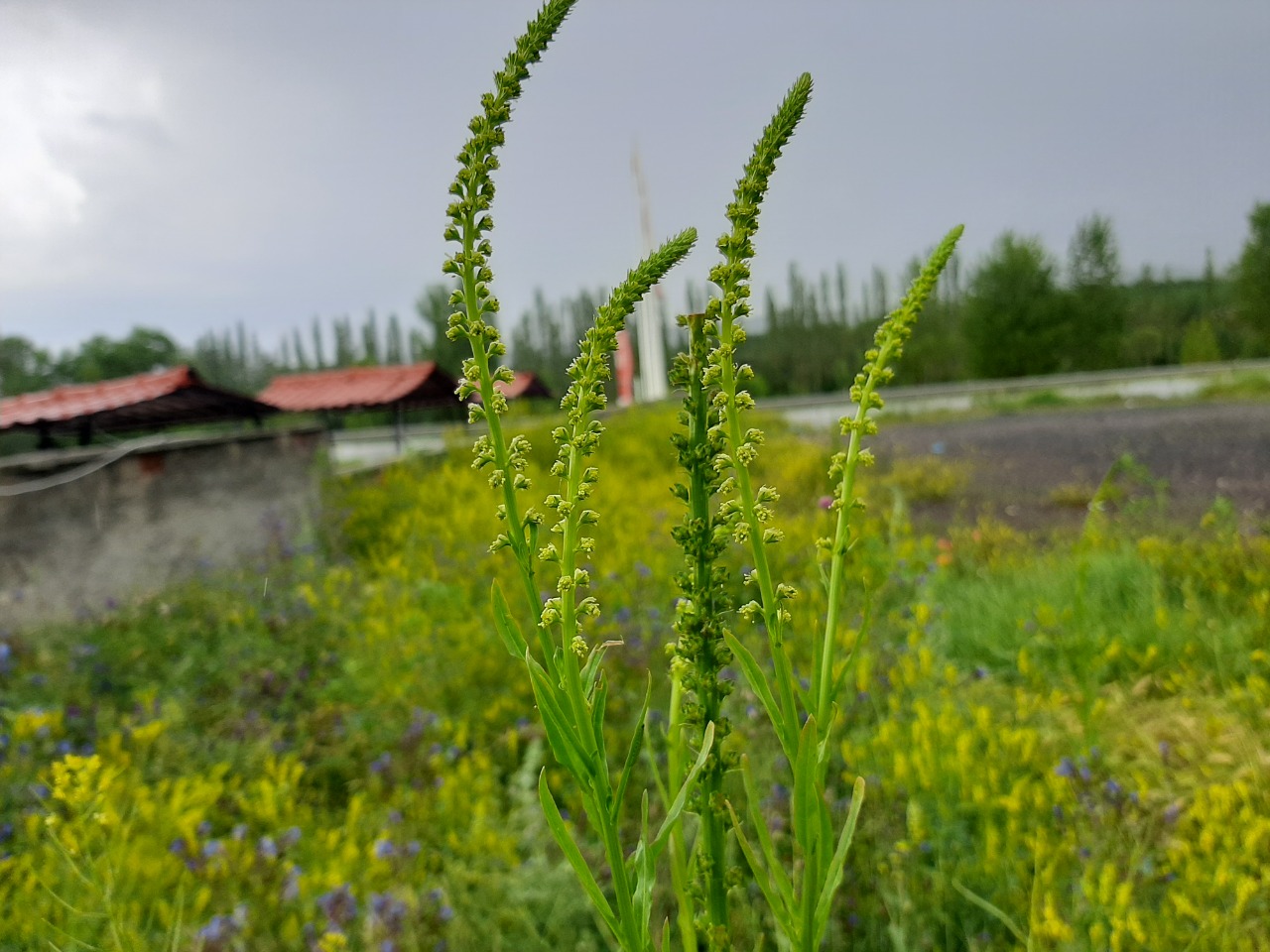 Reseda luteola