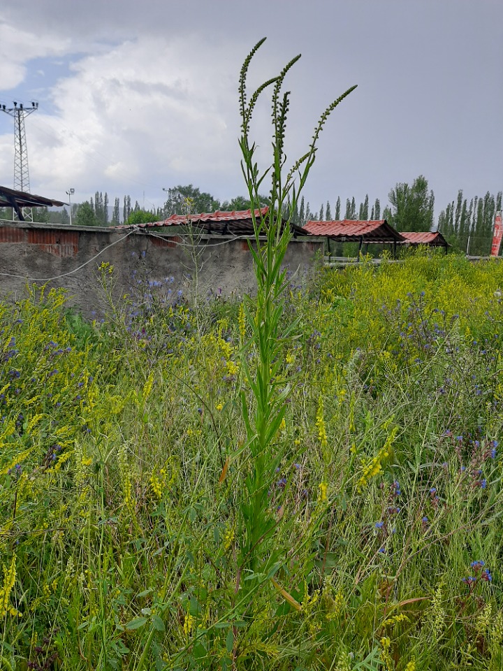 Reseda luteola