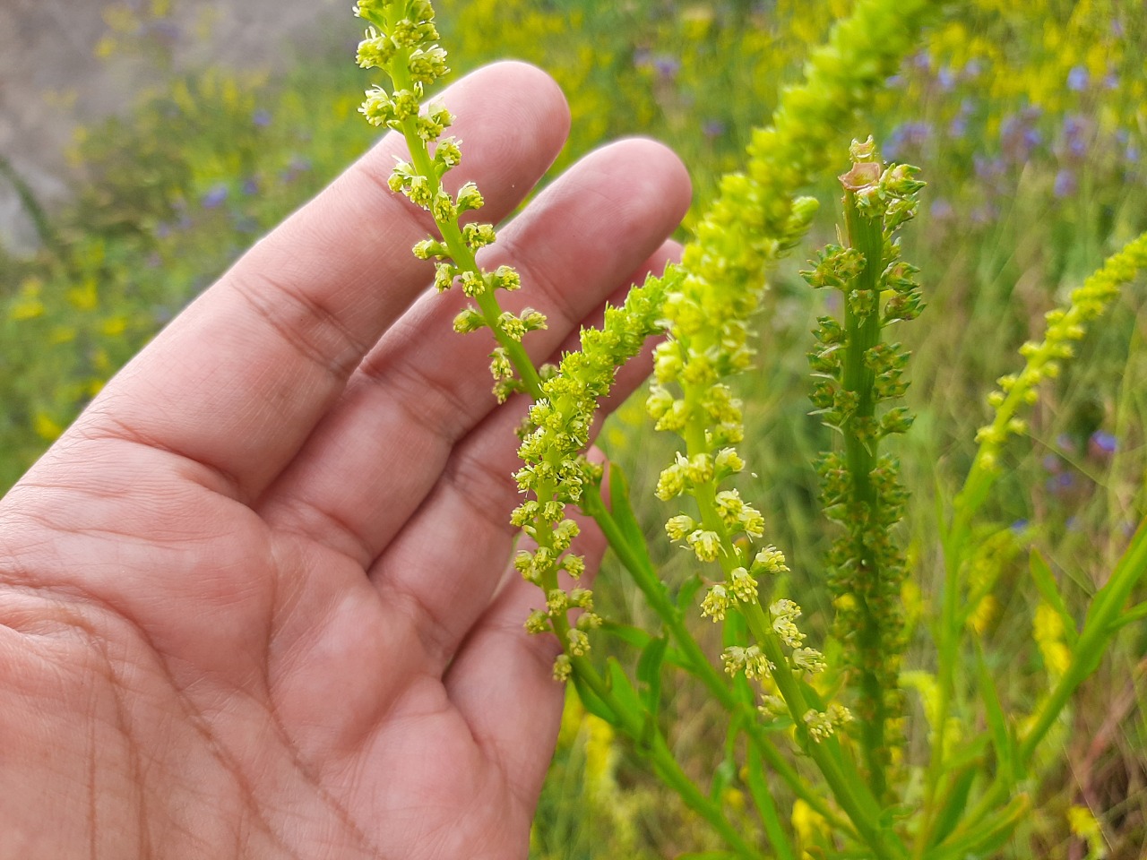 Reseda luteola