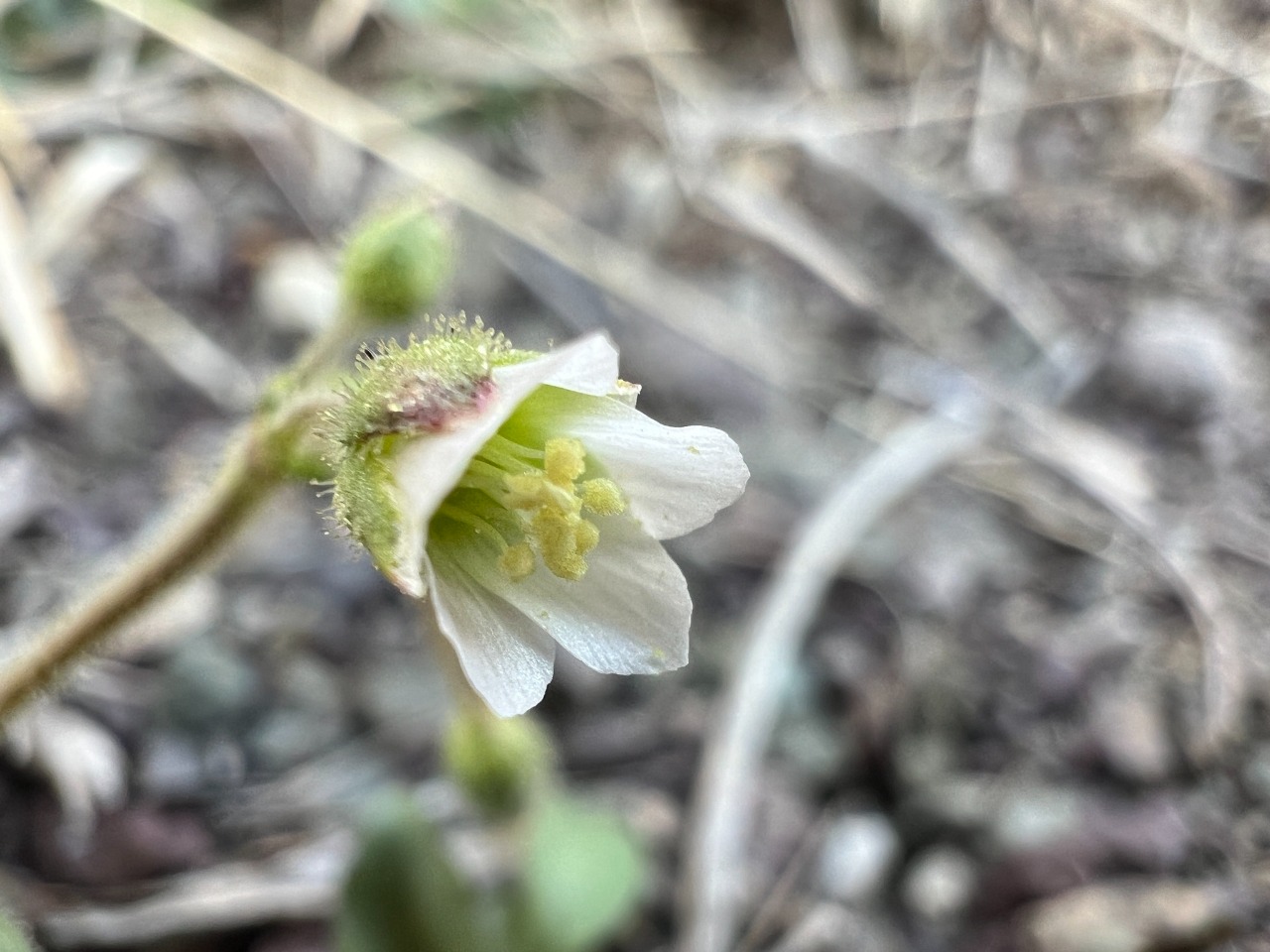 Holosteum umbellatum