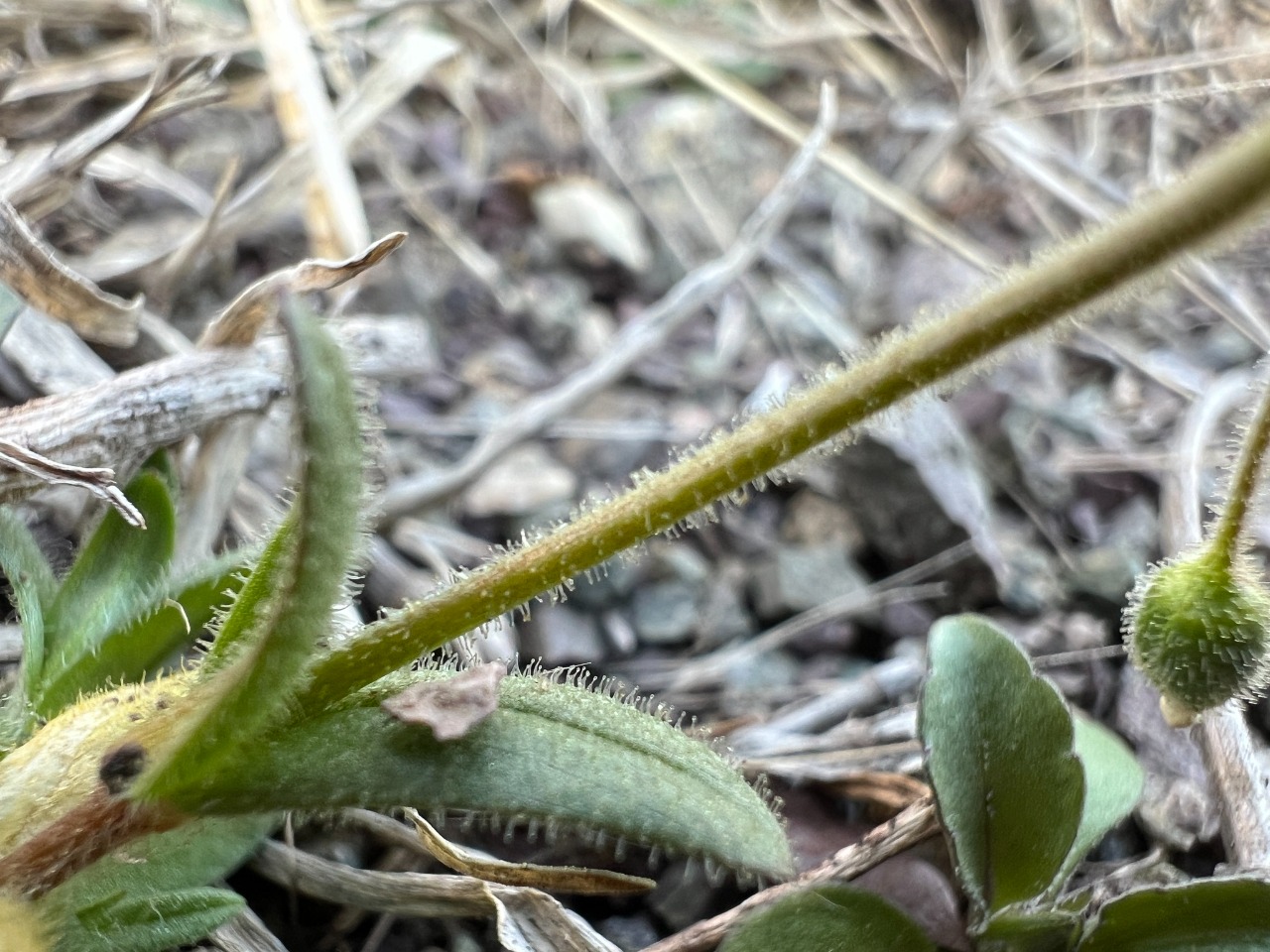 Holosteum umbellatum