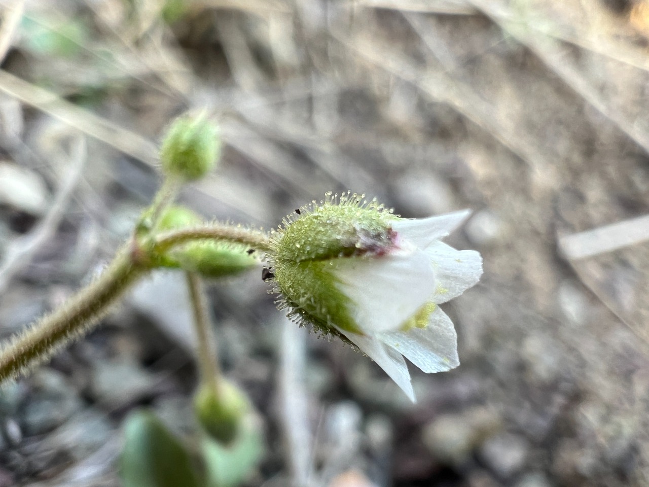 Holosteum umbellatum