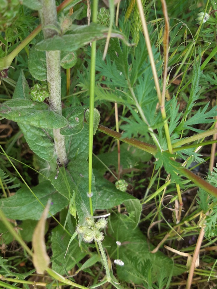 Verbascum wiedemannianum