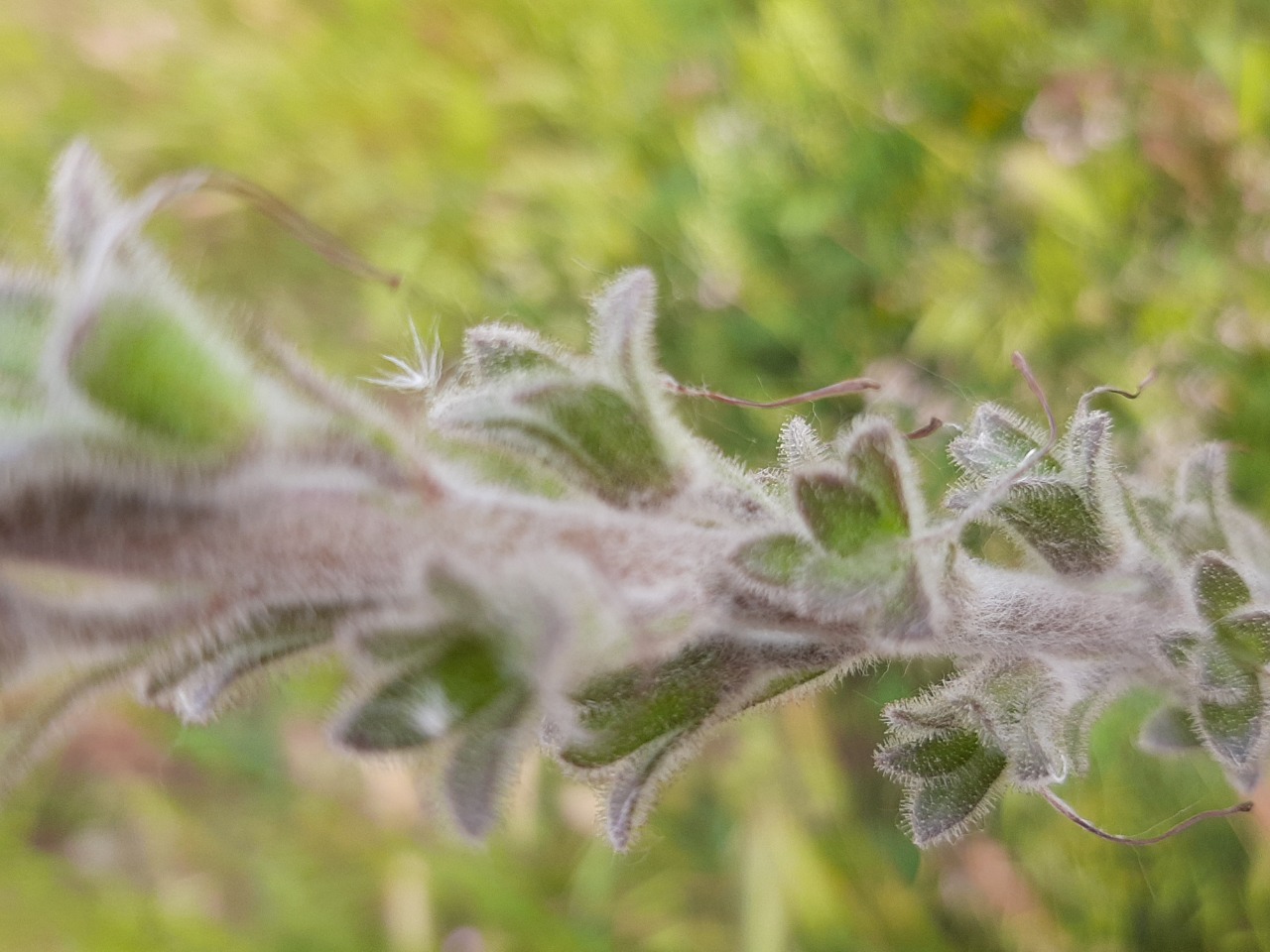 Verbascum wiedemannianum