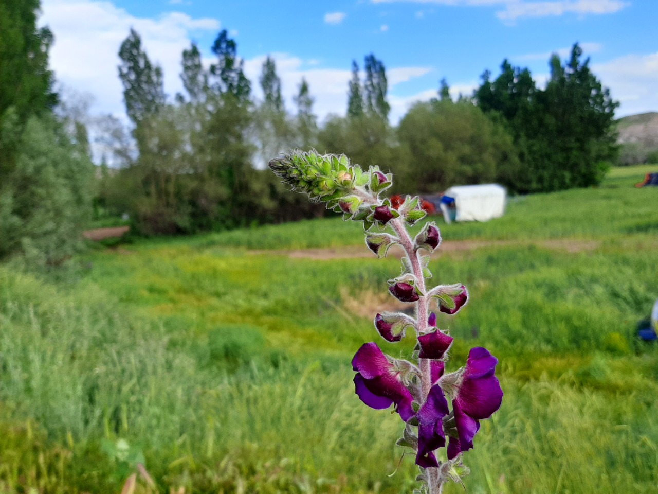 Verbascum wiedemannianum