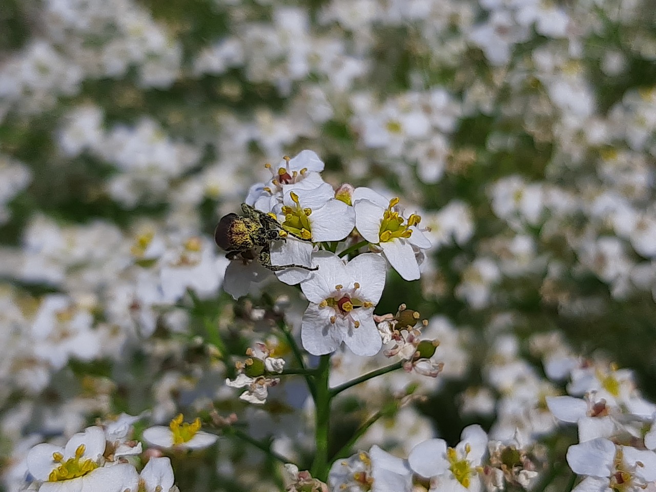 Crambe tataria